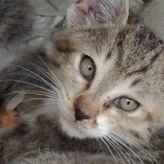 子猫　里親さん　募集中！！