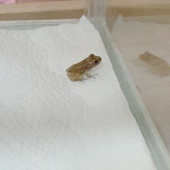 神戸市市ケ原生まれのヌマガエル