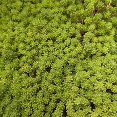 セダム　多肉植物　グランドカバー　管理が楽
