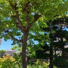 庭木色々持って帰ってくれる方！