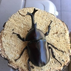 カブトムシ、クワガタの画像