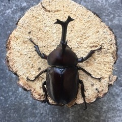 カブトムシ、クワガタ