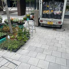 安く花売ってます。ご来店よろしくお願いします。