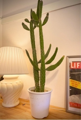 でかカッコいい！100cm！インパクト大！サボテン(トゲなし)