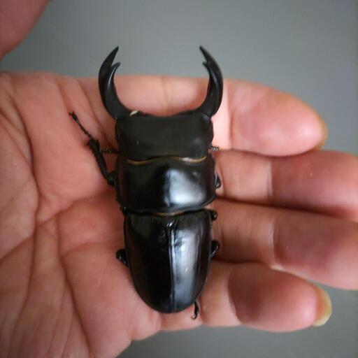 国産オオクワガタ♂♀♀3個体セット　　　　管理I