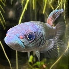 ワイルドベタ　アントゥタtypeマリナウWCの画像