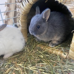 (商談中です)うさぎの赤ちゃん生後1ヶ月♪濃いグレー