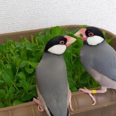 文鳥とオカメインコの話や写真交換しませんか