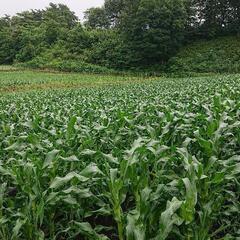 信州高冷地（岡谷市樋沢地区）栽培のとうもろこし🌽甘味自信あります！の画像