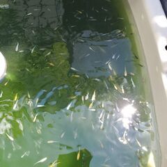 ミックスメダカ1匹30円からの画像