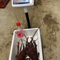 活伊勢海老　冷凍伊勢海老の画像