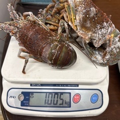 活伊勢海老　冷凍伊勢海老の画像