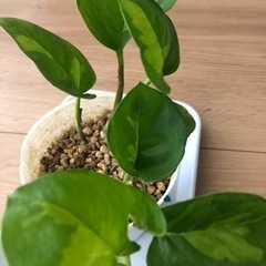 お話中　観葉植物　ポトス　グローバルグリーン9cmポット