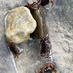 サワガニ🦀