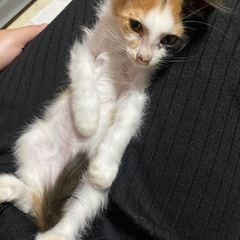 🌟長毛三毛猫のりりちゃんの里親募集中🌟