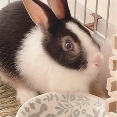 うさぎ 里親募集⚠️緊急⚠️