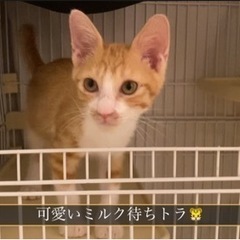 可愛い茶白の男の子