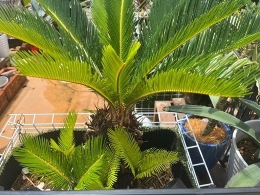 ソテツ大株　大幅値下げ！　他にアガベもあります