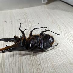 ヘラクレスオオカブト標本用の画像