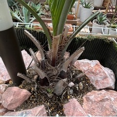 ココスヤシの画像