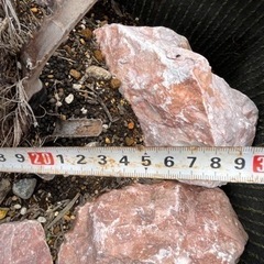 ココスヤシの画像