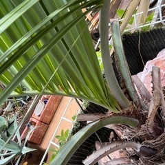 ココスヤシの画像