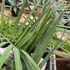 ココスヤシの画像