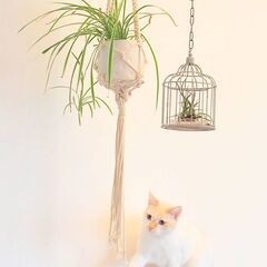 観葉植物 ソトフオリヅルラン 子株 3株セット 希少 花 