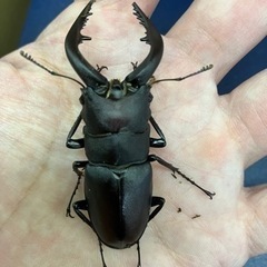 購入者決定　ノコギリクワガタ ♂63㍉ペアの画像