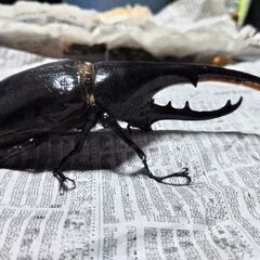 132㎜ヘラクレスヘラクレス【ペア、単品どちらも能】の画像