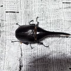 132㎜ヘラクレスヘラクレス【ペア、単品どちらも能】の画像