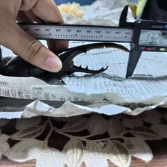 132㎜ヘラクレスヘラクレス【ペア、単品どちらも能】の画像