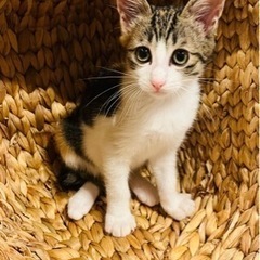 3ヶ月の子猫2匹