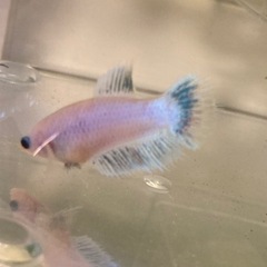 ベタ　熱帯魚　クラウンテールプラカット　CTPK 淡いミックスカラー