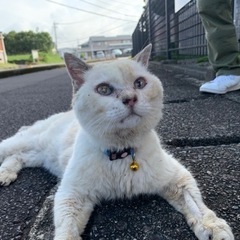 助けてください