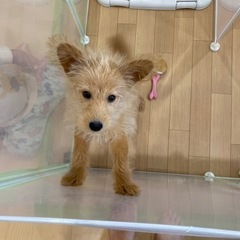 ポメラニアンとトイプードルのMIX （一旦受付を終了させていただ...