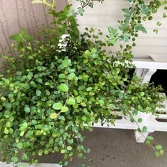 多肉植物など-終了しましたの画像