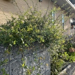 ②家中の鉢植え、植物持って行ってほしいですの画像