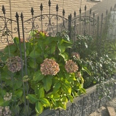 ②家中の鉢植え、植物持って行ってほしいですの画像