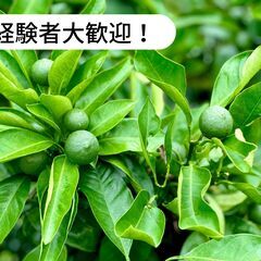 【日払い】愛媛県八幡浜市真網代でみかんの摘果のお仕事！【単発/短...