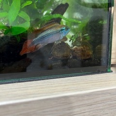 【熱帯魚】　アピストグラマ　アガシジィ　ダブルレッド稚魚の画像