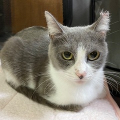 メス猫アナちゃん♡2歳里親募集！