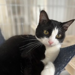 ハチワレ　オス　去勢済み　推定２歳〜３歳 - 猫