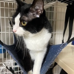 ハチワレ　オス　去勢済み　推定２歳〜３歳 - 鯖江市