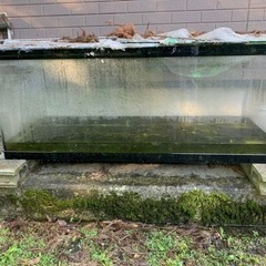 水槽　アロワナ　メダカ