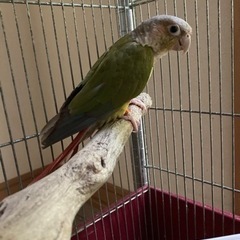ウロコインコ　シナモン　里親募集