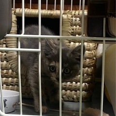 人間大好き♡甘えん坊の子猫の里親さん募集中 - 松山市
