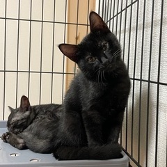 人間大好き♡甘えん坊の子猫の里親さん募集中 - 猫