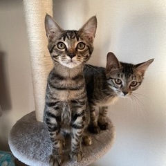 人間大好き♡甘えん坊の子猫の里親さん募集中 - 里親募集