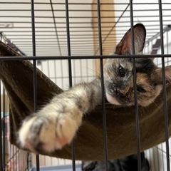 人間大好き♡甘えん坊の子猫の里親さん募集中 − 愛媛県
